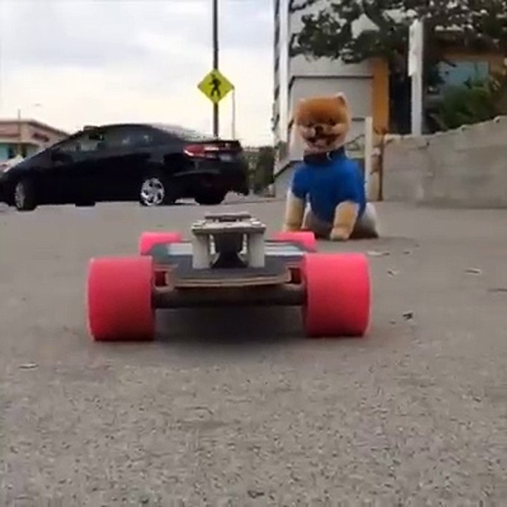 Jiff, le petit chien qui fait du skateboard!