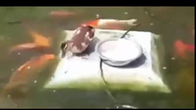ALLAH KI qudrat allah ki shan subhan allah strange video duck is feeding to fishes,infoprovider