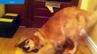 Dogs / animals videos / BEST FUNNY ANIMALS TRY NOT TO LAUGH - Dog eats lemon