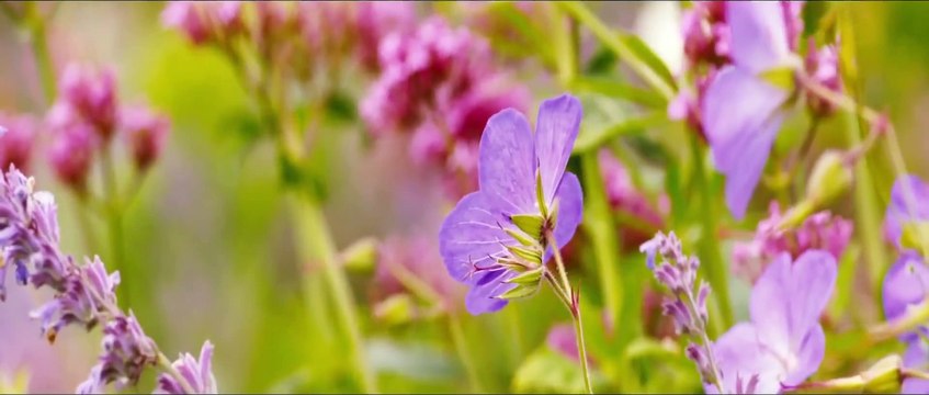 Вдали от безумной толпы (2015) Русский Трейлер