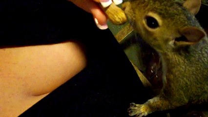 Funny squirrel hiding nuts in boobs!
