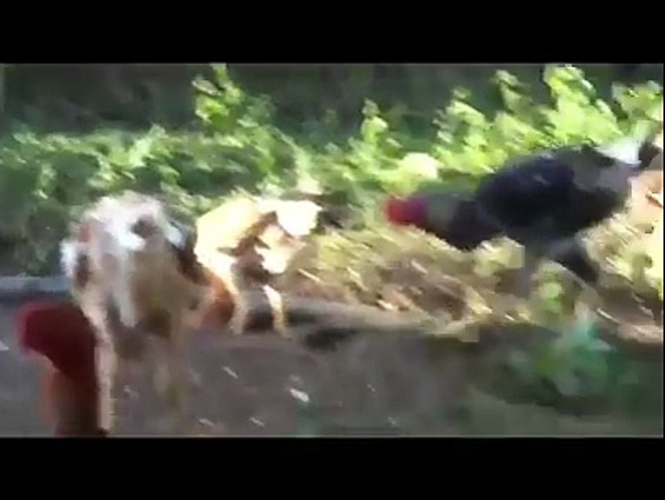 دیسی مرغیاں پسند کارو جی
