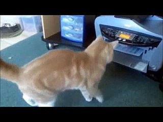 MOST VIEWED FUNNY VIDEOS OF THE YEAR.3gp