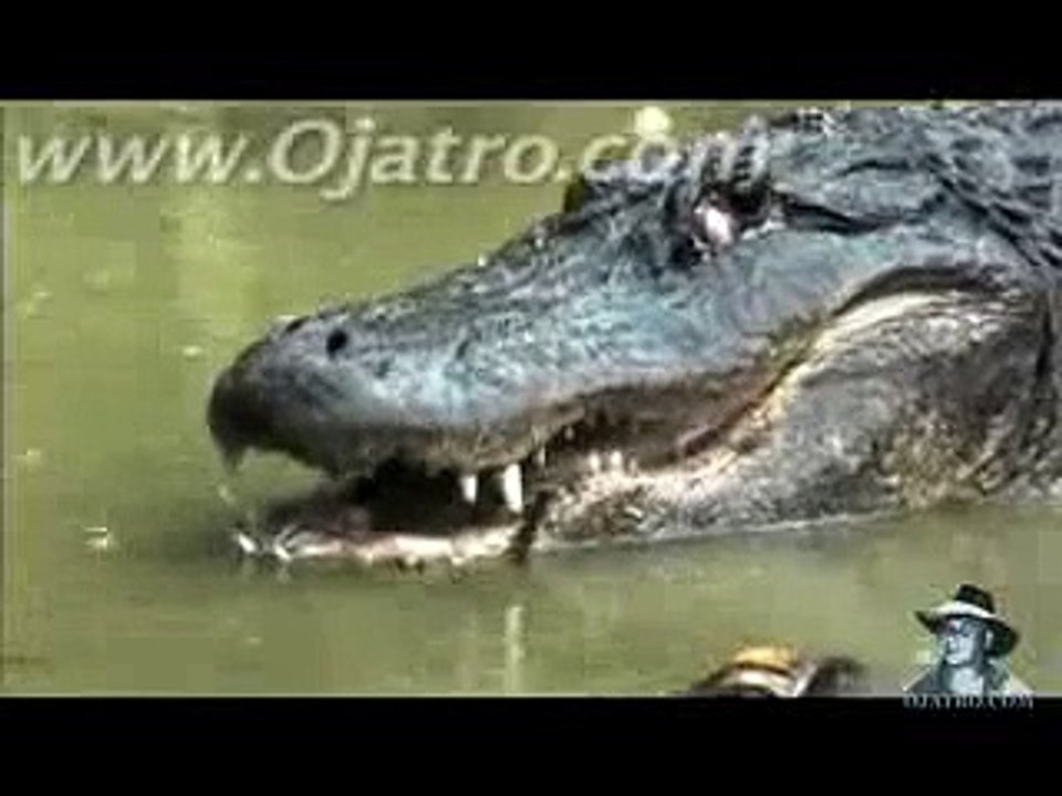 Python vs Alligator  01 -- Real Fight -- Python attacks Alligator.3gp