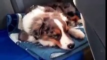 Dog loves music so wakes up on favourite song