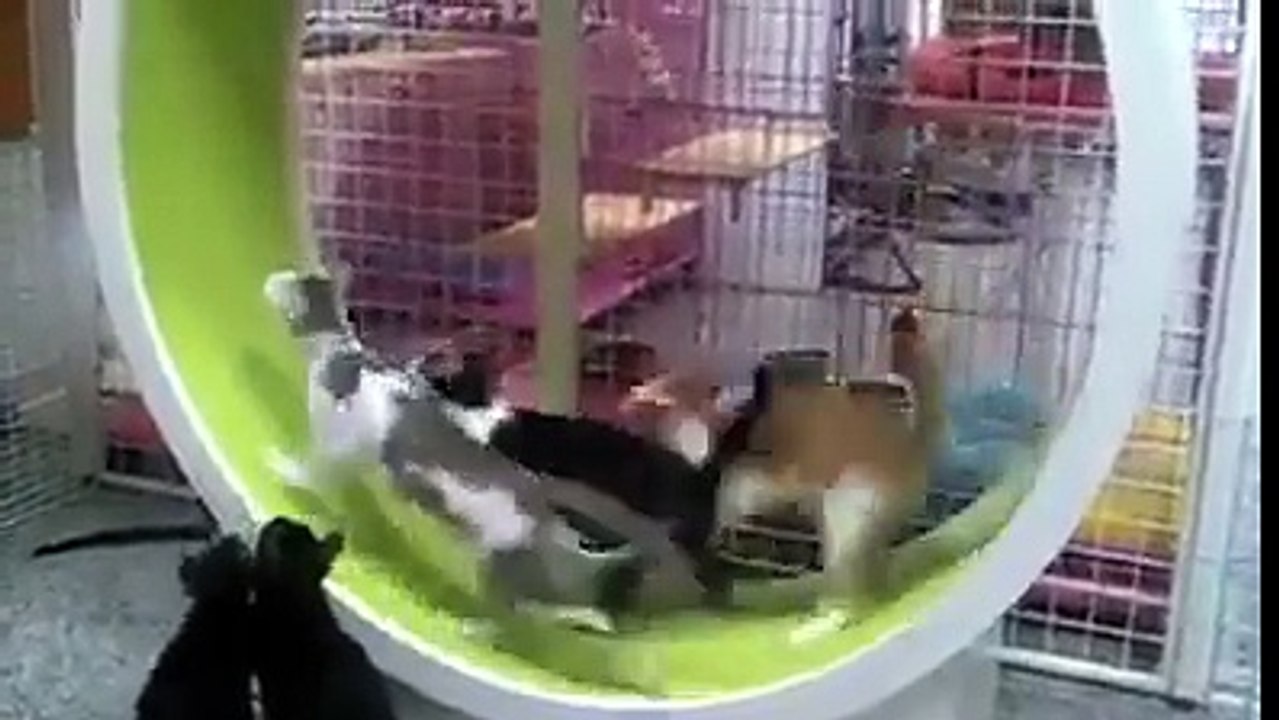 Nice Toy 4 Cats.............!