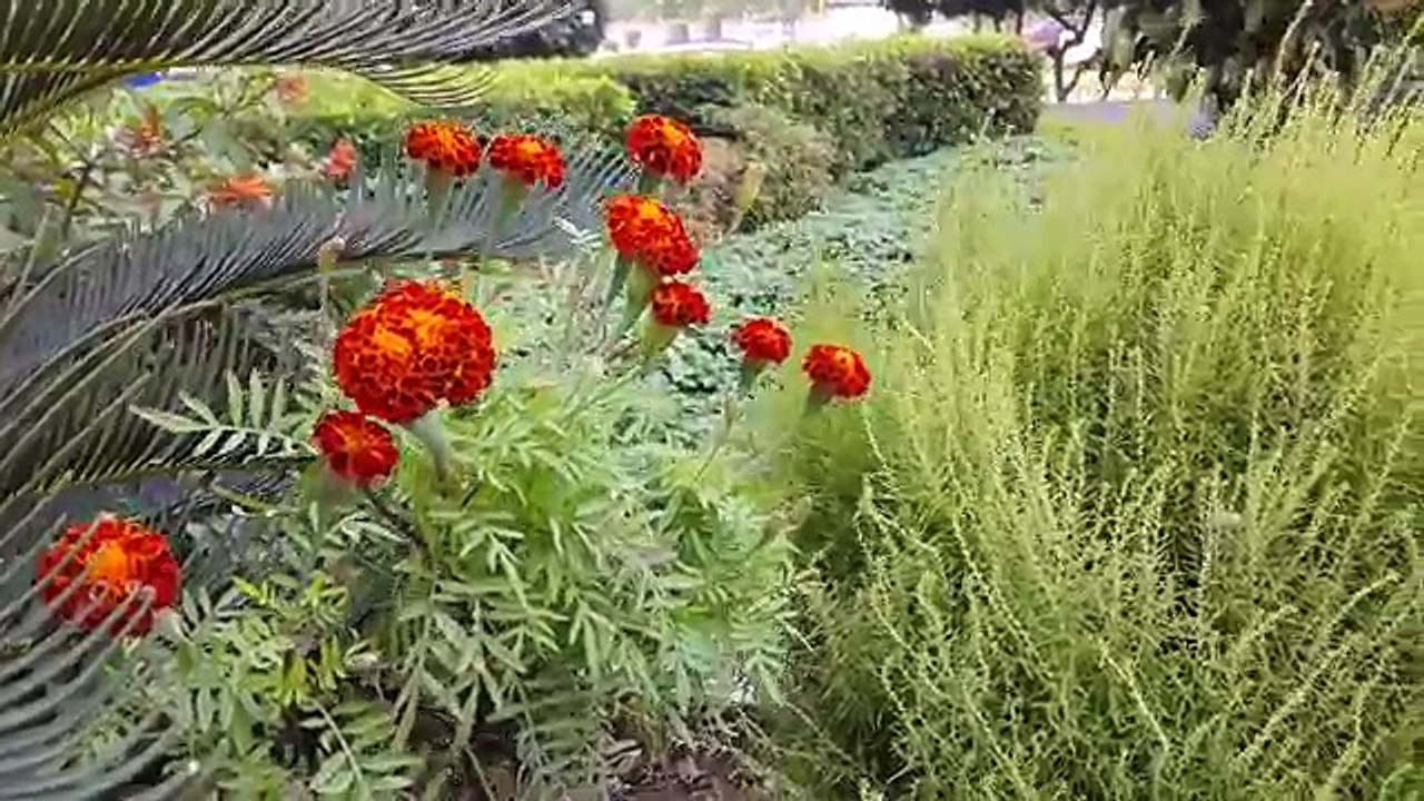 Samsung Galaxy Alpha 2K UHD Video Sample @30fps