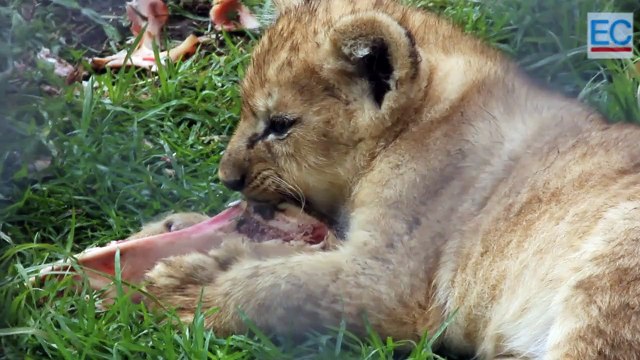 Pequeños leones africanos en Baños