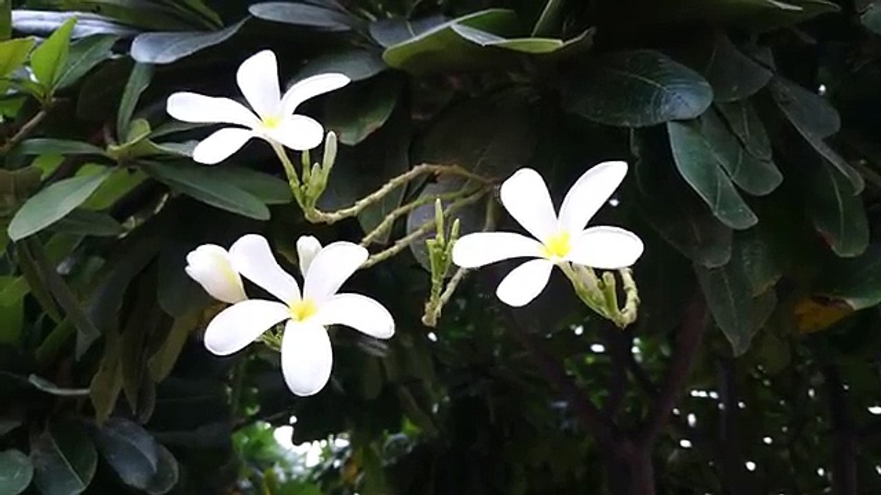 Sony Xperia Z3 4K Video Sample