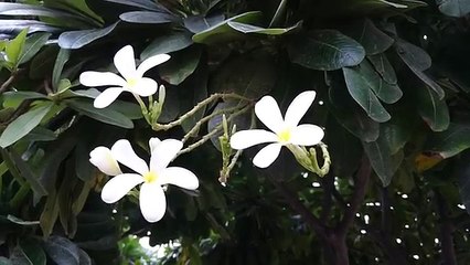 Sony Xperia Z3 Video Sample 1080p @30fps