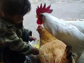 Baby Feeding Hens