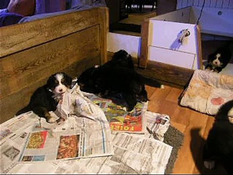 31 janv zoom sur Lily Rose puis mâle orange et Lister