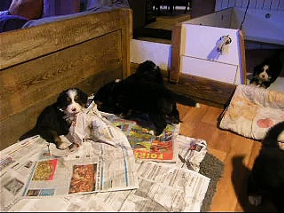 31 janv zoom sur Lily Rose puis mâle orange et Lister