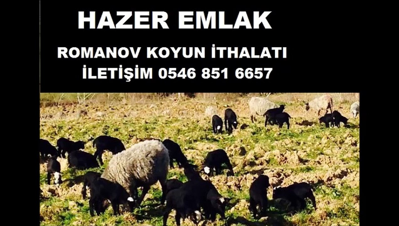 KOYUN İTHALATI NASIL YAPILIR HAZER EMLAK