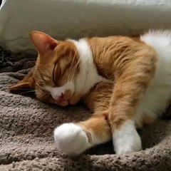 Sleepy Cat wackup in very romantic Style