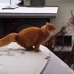 Cat attempts death defying stunt.