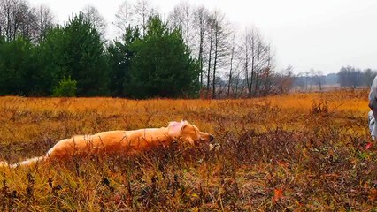 Dog refuses to perform tricks