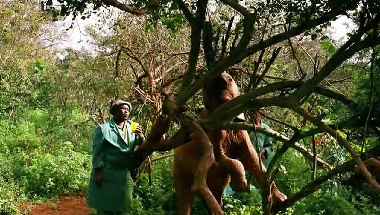 Born To Be Wild (2011) BRRip(xvid) NL Subs DMT