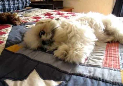 Energetic Dog Loves to Play on Owner's Bed