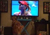 Golden Retriever Loves Watching Tennis