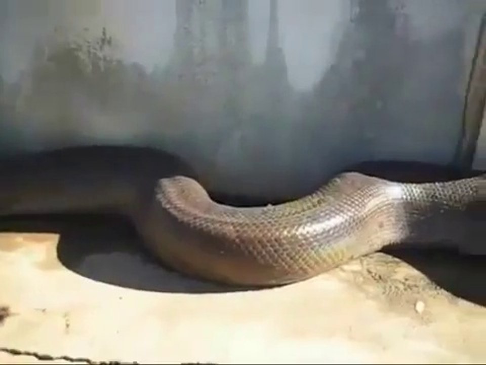 World`s Biggest Snake