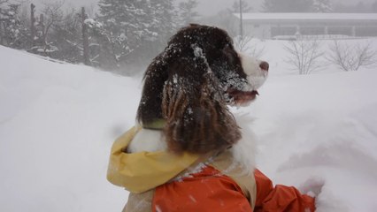 In the snowstorm Harry and Lala