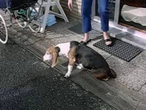 chariot sur mesure pour chien paralysé