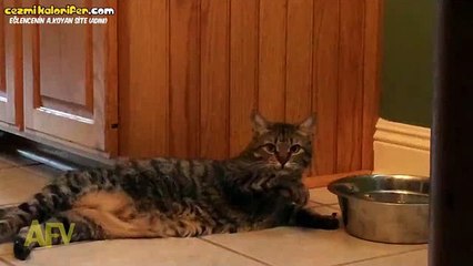 Serkeş Serkeş Su İçen Kedi