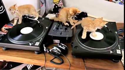 Cats DJ   Three Cats Playing With DJ Ornaments