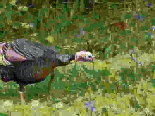 Station Break (Turkey Gobbles)