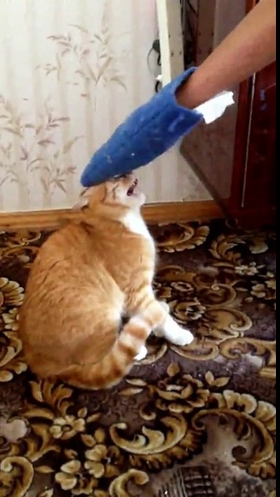 Un Chat Se Venge Et Agresse Son Maitre Video Dailymotion