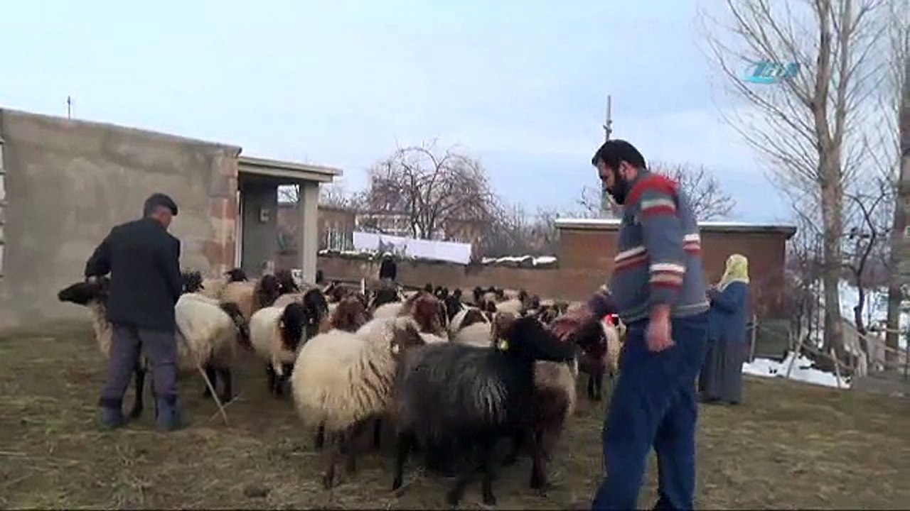 Yurdum insanı koyunlarını damda besliyor