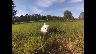Cavachon puppies to adopt in Florida
