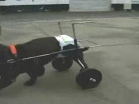 VOITURETTE POUR CHIENNE HANDICAPEE