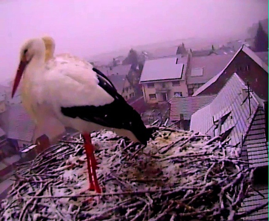 02.02.15 Matin enneigé / Morgens im Schnee