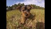Teacup Yorkie puppies to adopt in Florida and South Florida