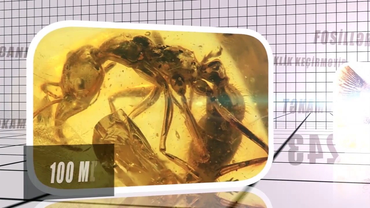 Yaradılış dəlilləri: Yaşayan Fosillər