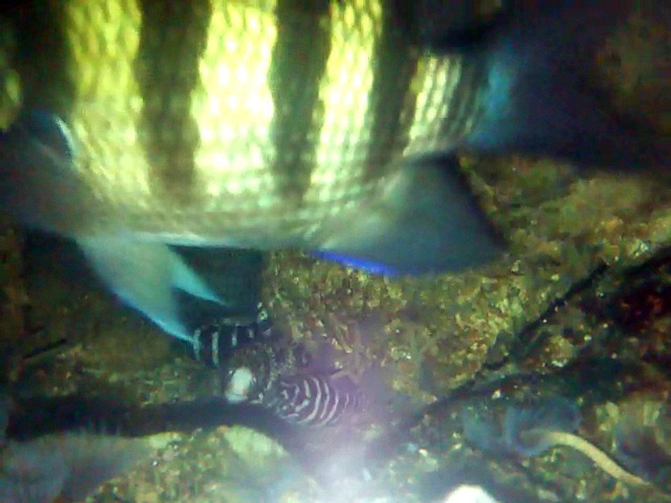 Mes Murènes de nuit