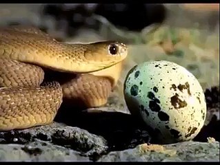 eggs of snakes