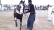 Harchahal Horse dancing maila sakrila sarai alamgi
