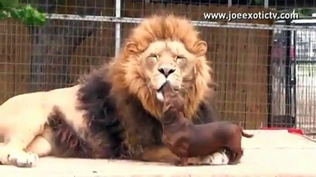 Dog licks lion's teeth - Video Dailymotion
