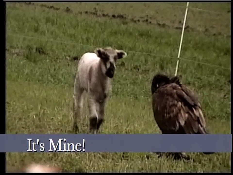 Eagle Vs. Lamb (By Editha Nahanee)