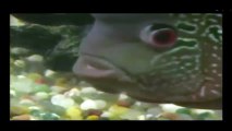 fish saying ALLAH ALLAH,Miracle of ALLAH,infoprovider