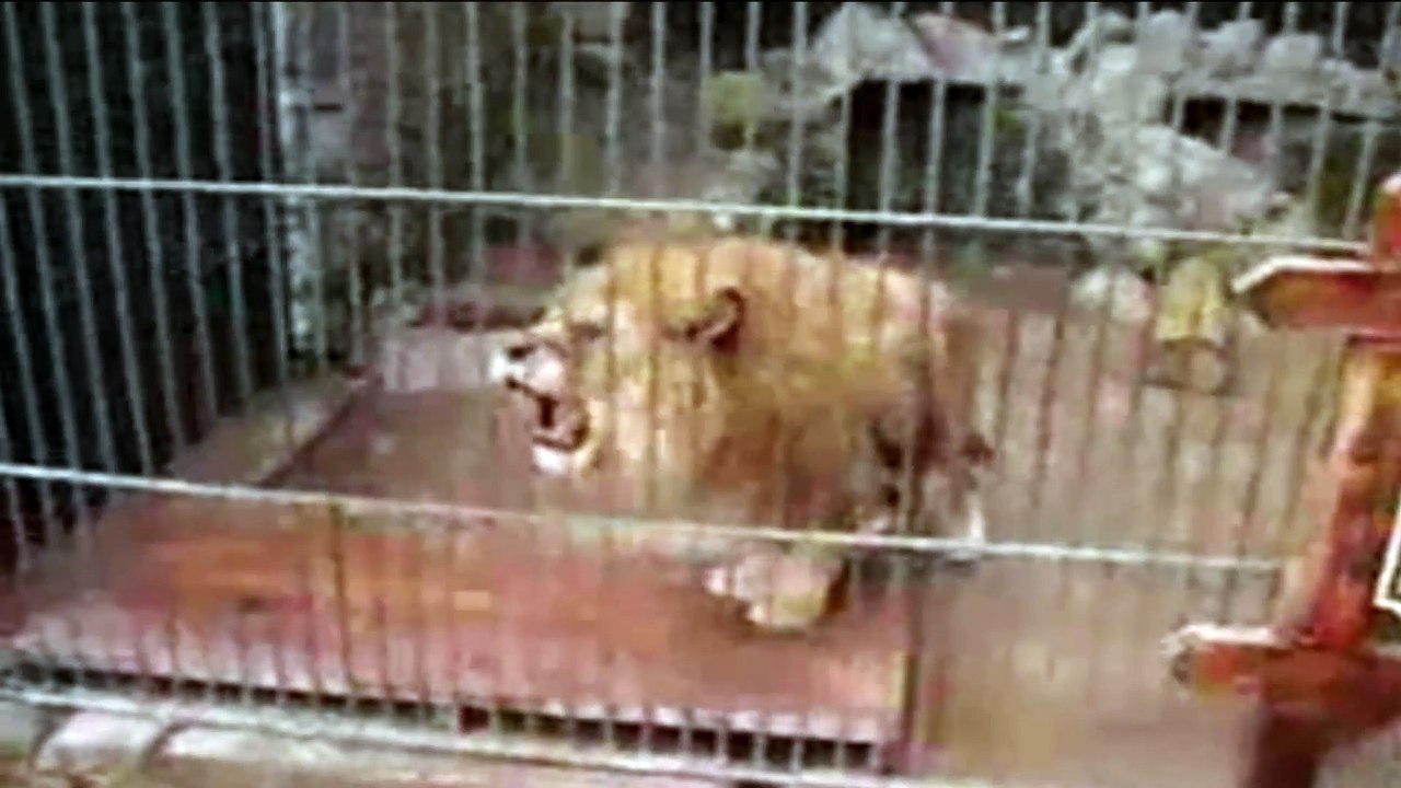 Lion saying ALLAH ALLAH,Miracle of ALLAH must watch