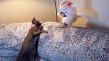 Попугай достает кота - прикол - жесть!