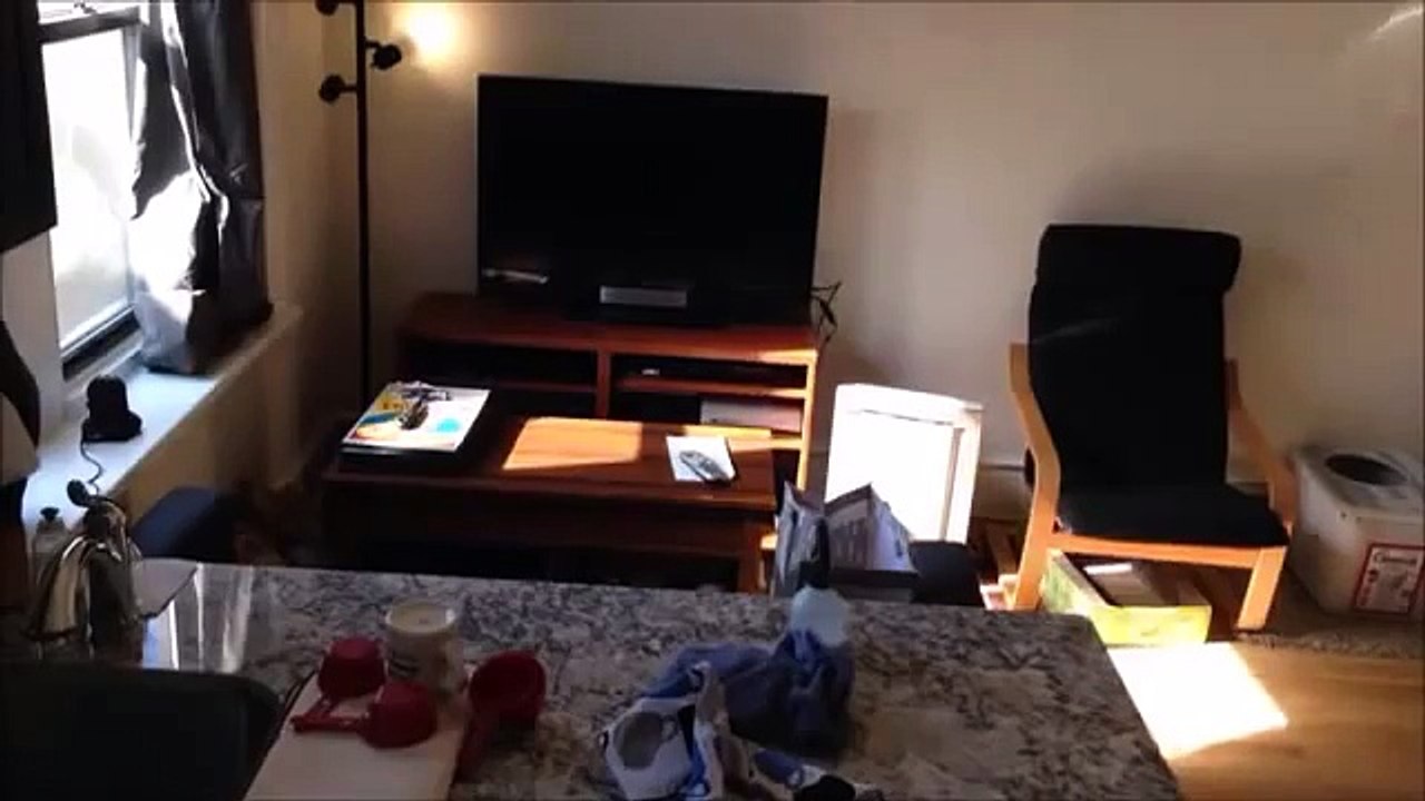 Tireless cat - hopping!