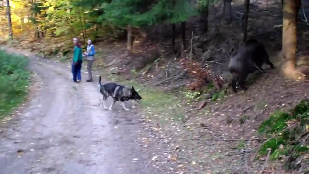 Wolf dog and boars