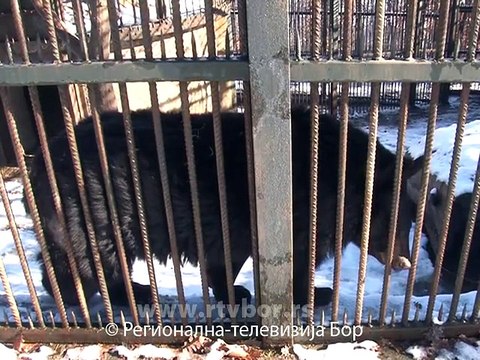 Zoo vrt dobija most ljubavi, 02. februar 2015. (RTV Bor)