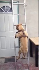 Un puissant pitbull grimpe une échelle comme un bonhomme ...