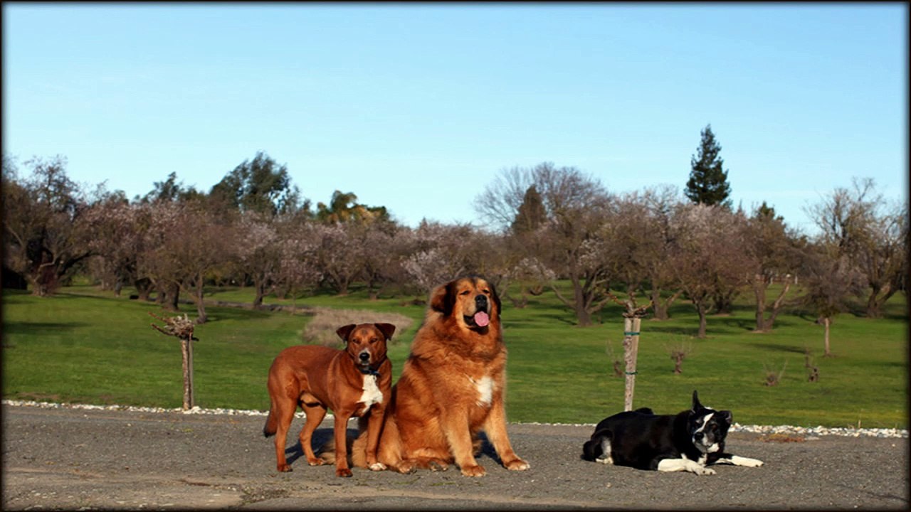 Dog training - Taking your dog training off leash